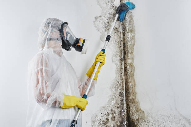 Best Crawl Space Mold Removal  in Greenwood, IN