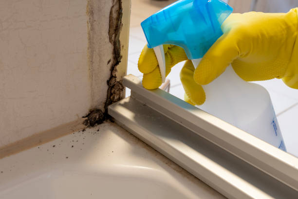 Best Black Mold Removal  in Greenwood, IN