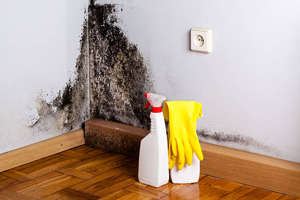 Best Emergency Mold Removal  in Greenwood, IN