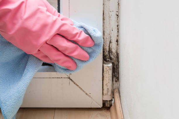 Best Fast Mold Removal  in Greenwood, IN